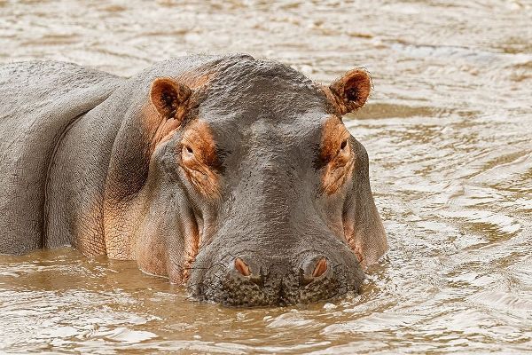 Hippopotamus-Hippopotamus amphibius-Serengeti National Park-Tanzania-Africa